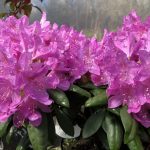 Dröfnulyngrós 'Roseum Elegans' - Rhododendron catawbiense 'Roseum Elegans'