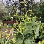 Súlueik - Quercus robur 'Fastigiata'