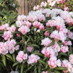 Tindalyngrós 'Koichiro Wada' - Rhododendron yakushimanum ‘Koichiro Wada’
