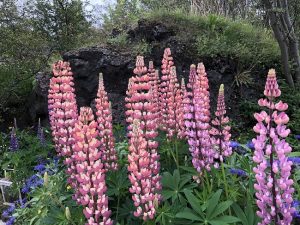 Garðalúpína / Fjölblaðalúpína - Lupinus polyphyllus