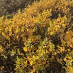 Gulvíðir í lok sept 2023 í Höfðaskógi.