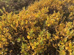 Gulvíðir í lok sept 2023 í Höfðaskógi.