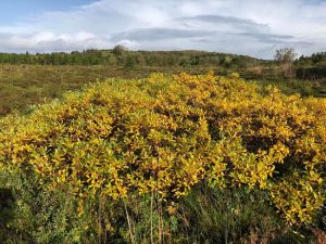 Gulvíðir - Salix phylicifolia - Image 2