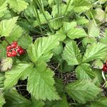 Hrútaber / Hrútaberjaklungur - Rubus saxatilis