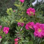 Renglurós 'Dart's Defender' - Rosa x rugotida 'Dart's Defender'