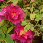 Skáldarós 'Frankfurt' - Rosa x francofurtana 'Frankfurt'