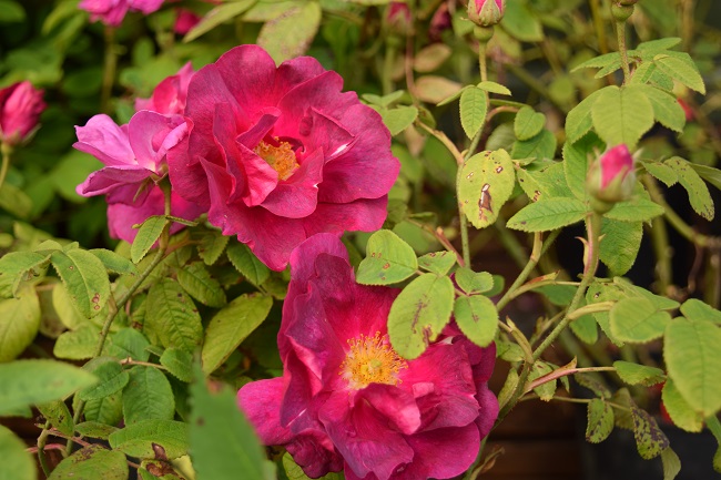 Skáldarós Skáldarós 'Frankfurt' - Rosa x francofurtana 'Frankfurt' - Image 1