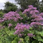Fjallasveipur - Adenostyles alliariae