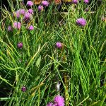 Graslaukur - Allium schoenoprasum
