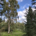 Hengibjörk / Vörtubirki - Betula pendula