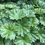 Regnhlífarblóm / Skjaldsteinbrjótur - Darmera peltata