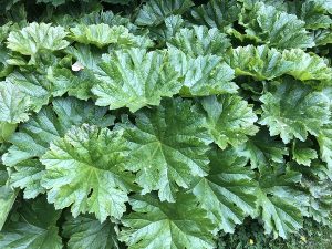 Regnhlífarblóm / Skjaldsteinbrjótur - Darmera peltata