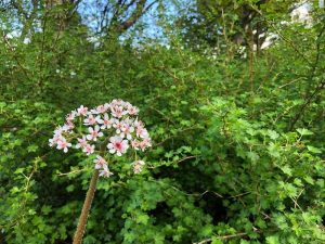 Regnhlífarblóm / Skjaldsteinbrjótur - Darmera peltata - Image 2