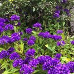 Höfuðklukka - Campanula glomerata