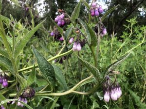 Valurt - Symphytum officinale - Image 2