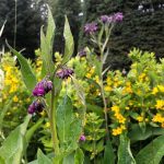 Valurt - Symphytum officinale