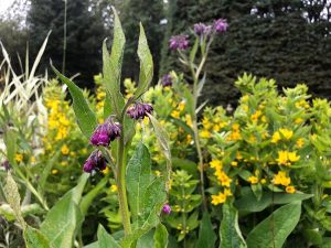 Valurt - Symphytum officinale