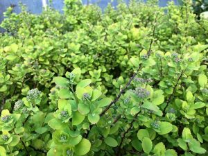 Birkikvistur 'Tor Gold' - Spiraea betulifolia 'Tor Gold' - Image 2