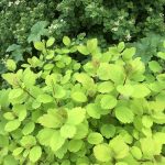 Birkikvistur 'Tor Gold' - Spiraea betulifolia 'Tor Gold'