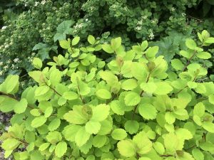 Birkikvistur 'Tor Gold' - Spiraea betulifolia 'Tor Gold'