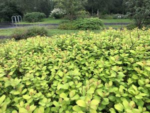 Birkikvistur 'Tor Gold' - Spiraea betulifolia 'Tor Gold' - Image 3