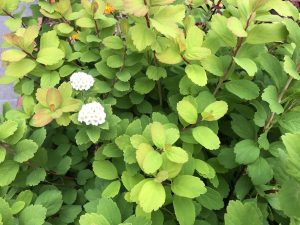 Birkikvistur 'Tor Gold' - Spiraea betulifolia 'Tor Gold' - Image 4