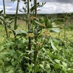 Skessujurt - Levisticum officinale