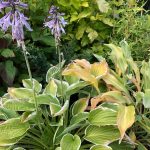 Forlagabrúska 'Albomarginata' - Hosta fortunei 'Albomarginata'
