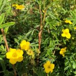 Runnamura 'Stella' - Dasiphora fruticosa 'Stella'