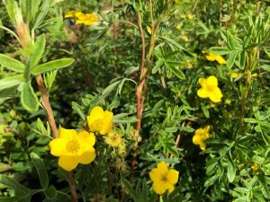 Runnamura 'Stella' - Dasiphora fruticosa 'Stella'