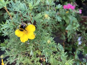 Runnamura 'Stella' - Dasiphora fruticosa 'Stella' - Image 2