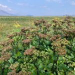 Sæhvönn - Ligusticum scoticum