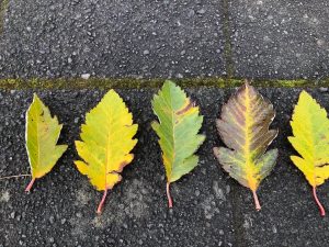 Týrólareynir / Doppureynir - Sorbus austriaca - Image 2