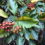 Týrólareynir / Doppureynir - Sorbus austriaca