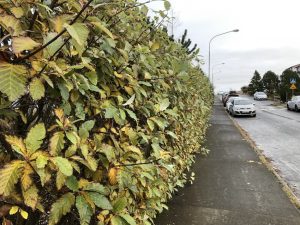 Týrólareynir / Doppureynir - Sorbus austriaca - Image 3