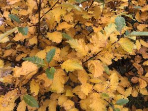Týrólareynir / Doppureynir - Sorbus austriaca - Image 4