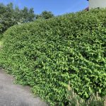 Blátoppur 'Rúnar' - Lonicera caerulea 'Rúnar'