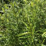 Kólýmavíðir / Fljótavíðir 'Hólmfríður' - Salix schwerinii 'Hólmfríður'