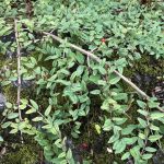 Skriðtoppur - Lonicera prostrata