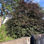 Blóðbeyki - Fagus sylvatica 'Purpurea'