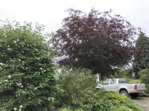 Blóðbeyki - Fagus sylvatica 'Purpurea' - Image 2