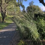Garðahálmgresi 'Karl Foerster' - Calamagrostis x acutiflora 'Karl Foerster'