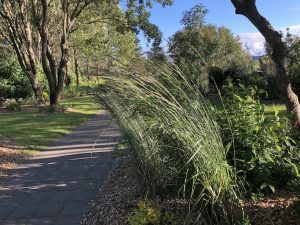 Garðahálmgresi 'Karl Foerster' - Calamagrostis x acutiflora 'Karl Foerster'