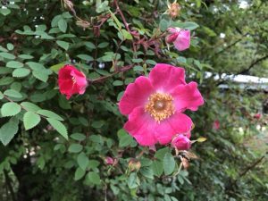 Meyjarós / Hæðarós 'Highdownensis' - Rosa moyesii 'Highdownensis' - Image 2