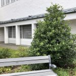 Kristsþyrnir 'Alaska' - Ilex aquifolium 'Alaska'