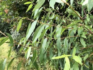 Möndluvíðir - Salix triandra - Image 2