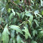 Möndluvíðir - Salix triandra