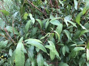 Möndluvíðir - Salix triandra