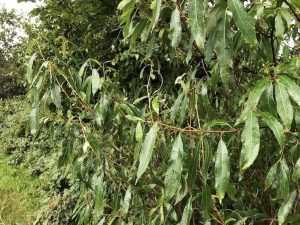 Möndluvíðir - Salix triandra - Image 3