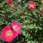 Meyjarós / Hæðarós 'Highdownensis' - Rosa moyesii 'Highdownensis'